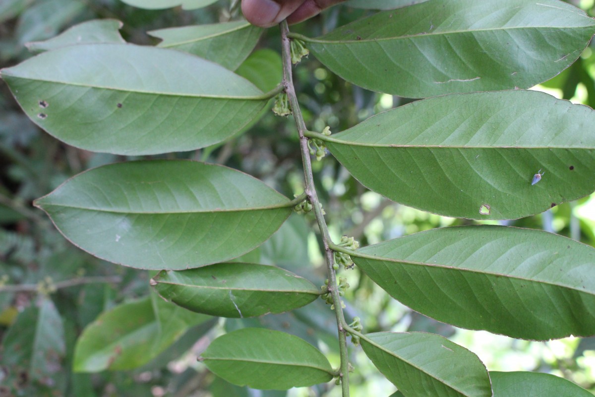 Casearia zeylanica (Gaertn.) Thwaites